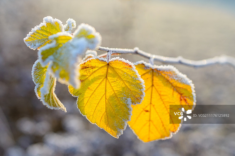 冰冻的秋叶图片素材