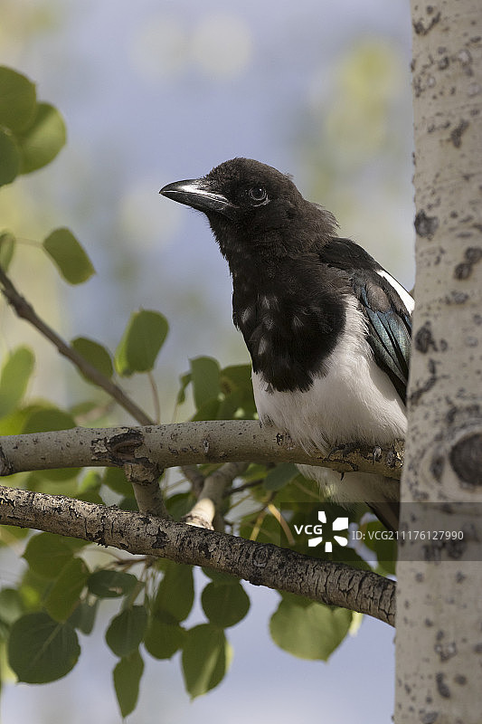 喜鹊栖息在颤抖的白杨树枝上图片素材