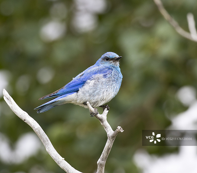 栖息在绿叶树枝上的雄性山蓝知更鸟图片素材