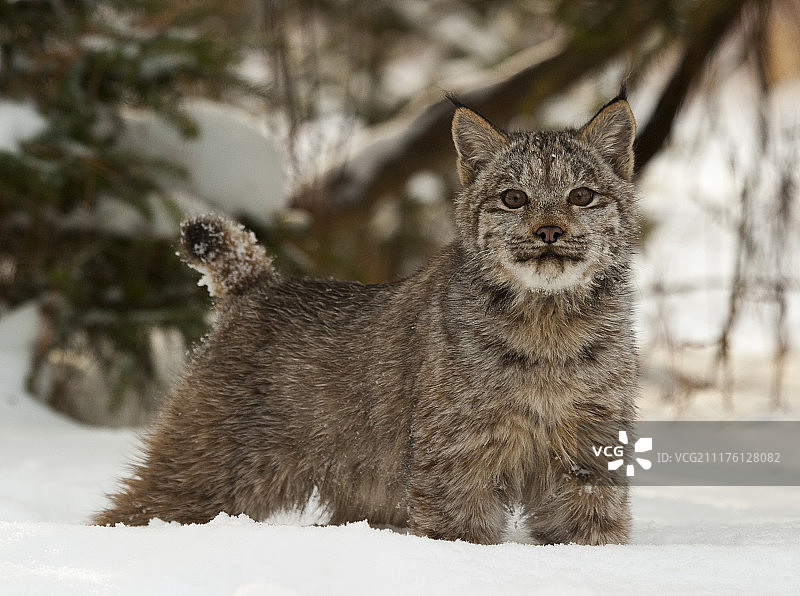 雪地中的加拿大猞猁与松树图片素材