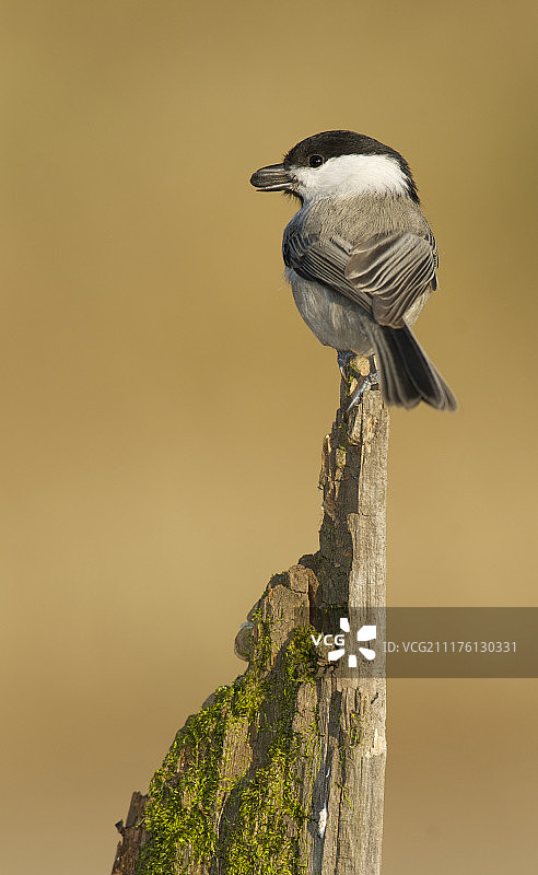 柳莺，山雀属图片素材