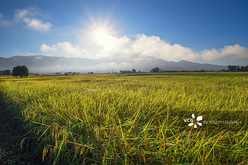 农田稻田日出图片素材