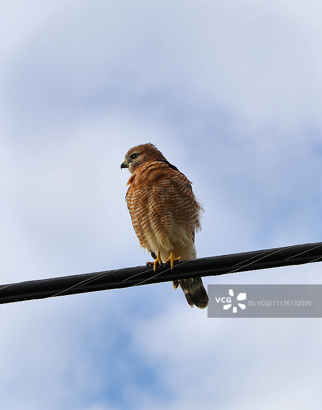 承担红鹰图片素材