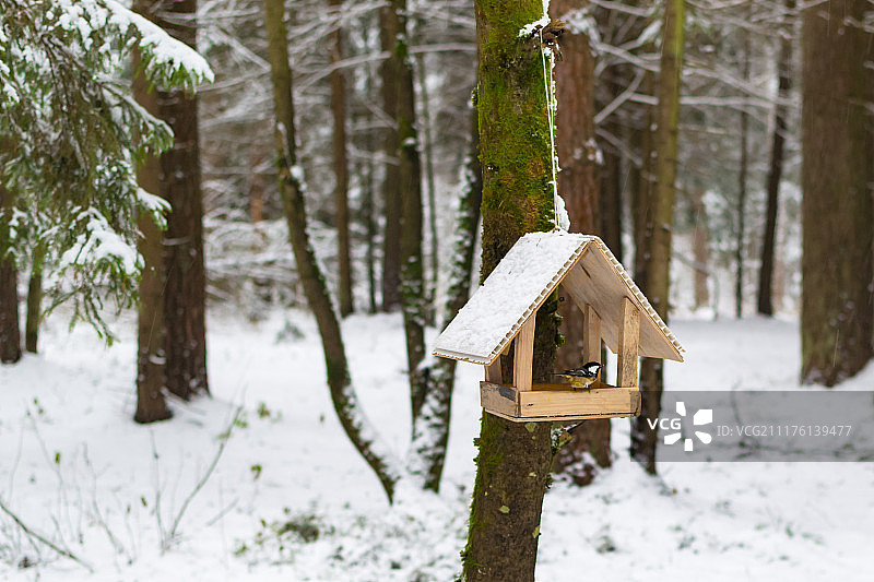 冬季森林中的喂鸟器图片素材