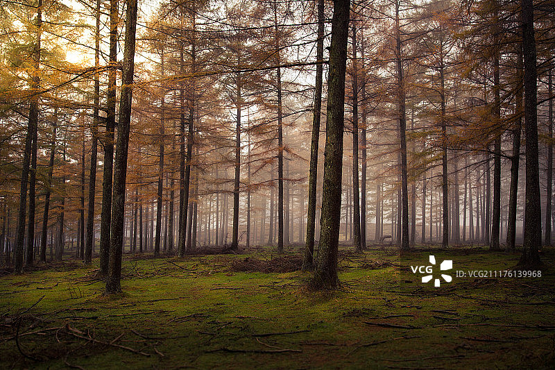 秋天森林里的树木图片素材