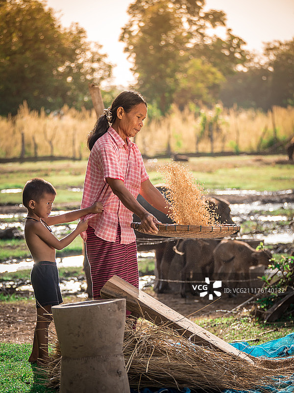 亚洲妇女扬谷分离米粒图片素材
