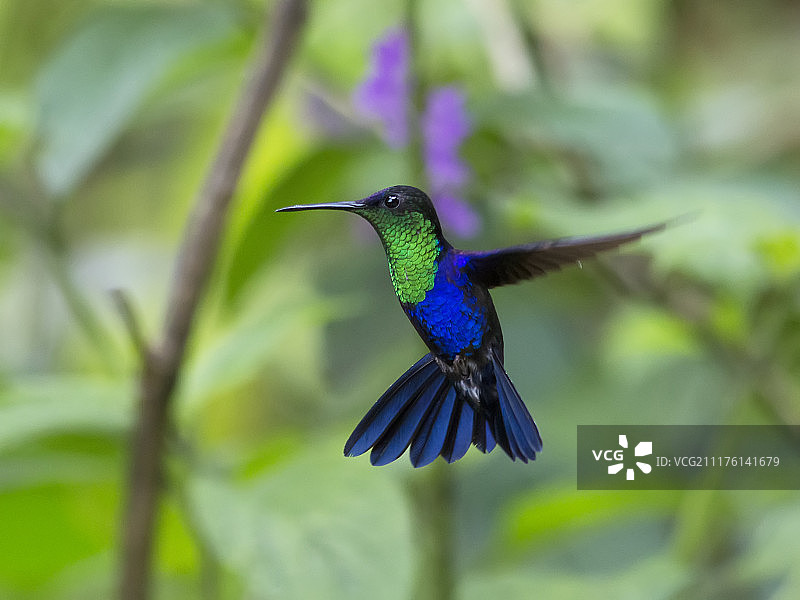哥伦比亚绿冠蜂鸟图片素材