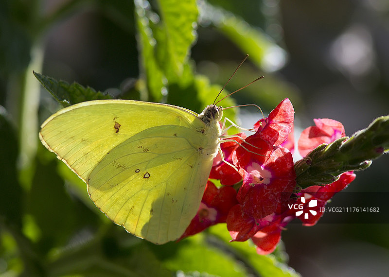 云淡黄粉蝶图片素材