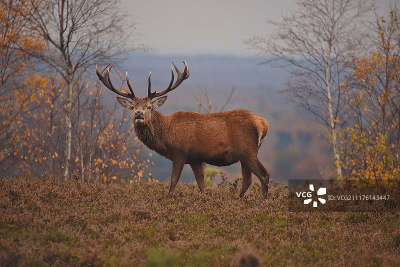 Camberley Chobham Ridges图片素材