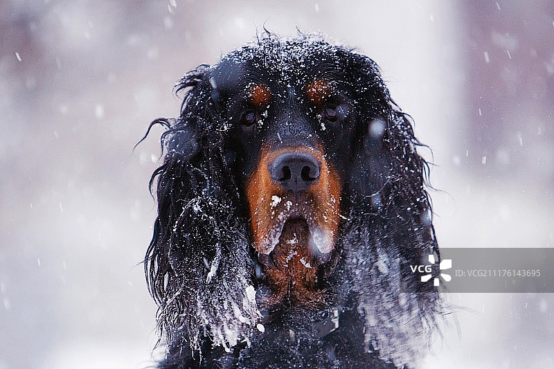 雪地里的戈登犬特写图片素材