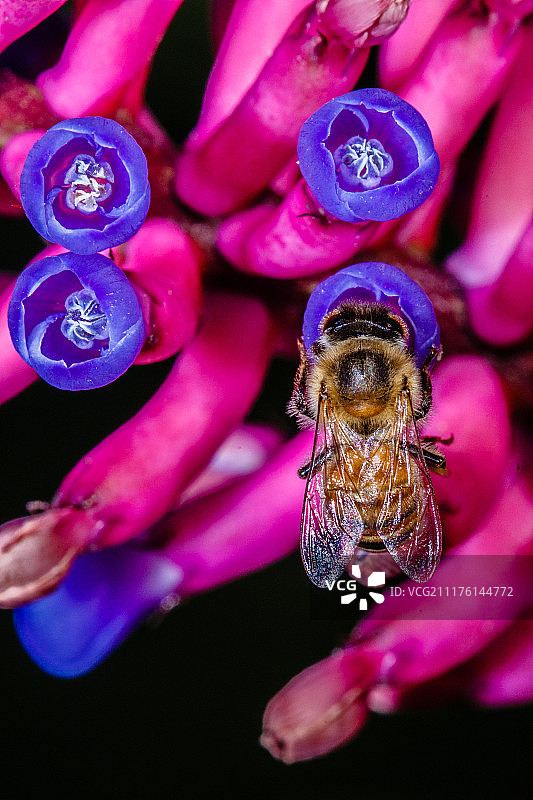 凤梨科植物上的蜜蜂图片素材