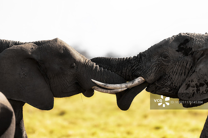 象牙纽带图片素材