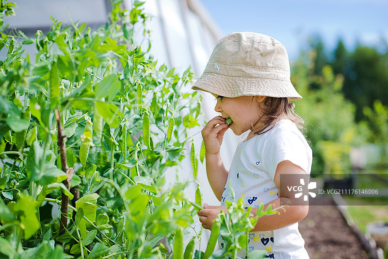 在花园里摘豌豆吃的孩子图片素材