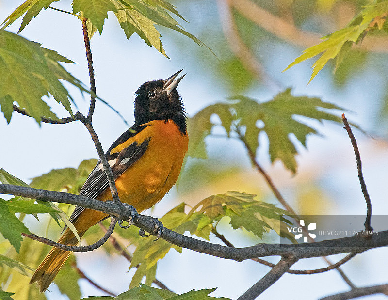巴尔的摩金莺图片素材