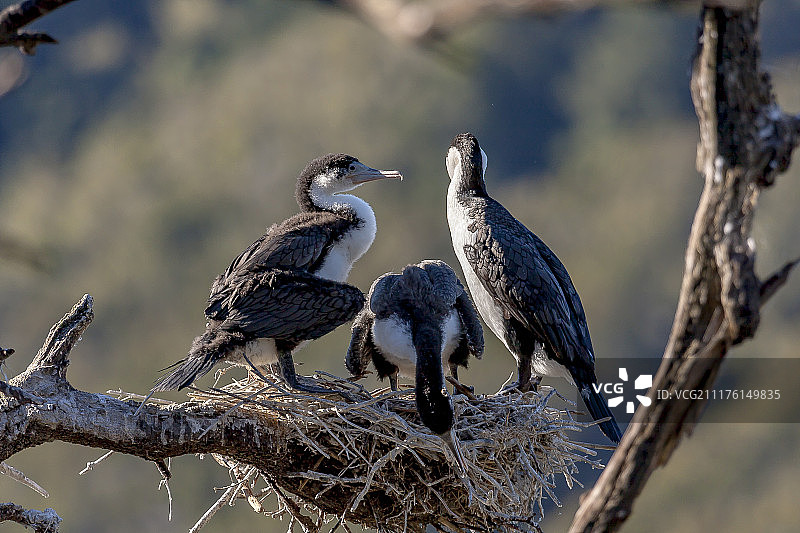 杂色鸬鹚图片素材