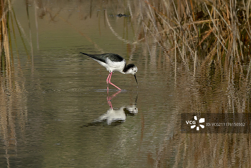 黑翅长脚鹬图片素材
