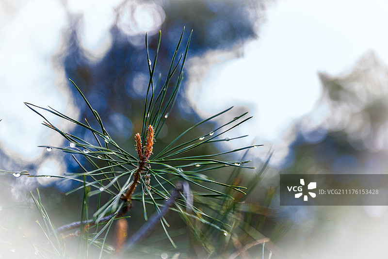 特写的植物图片素材