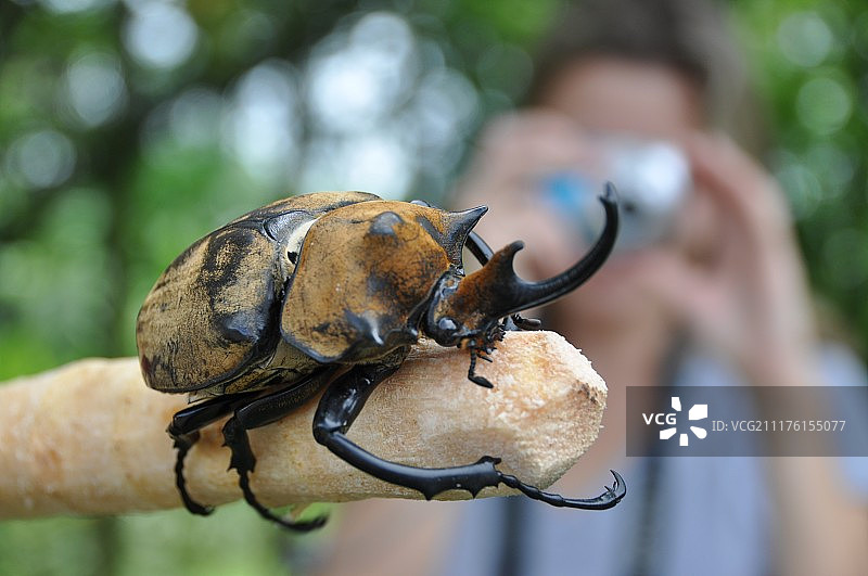 栖息在木棍上的犀金龟特写图片素材