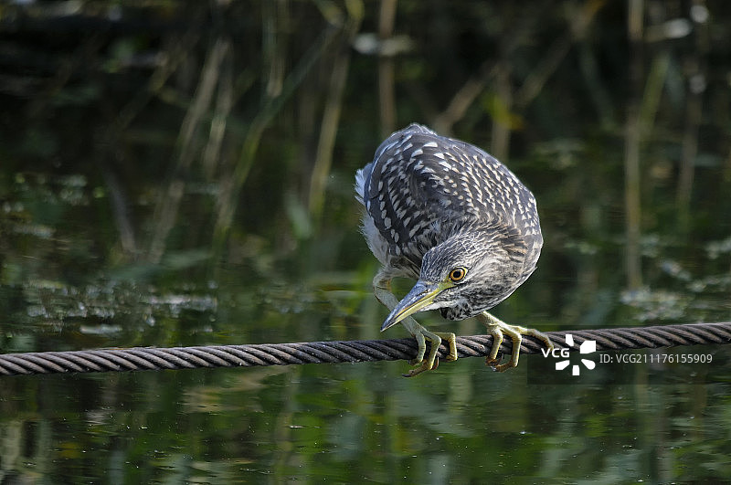 警惕的眼睛图片素材