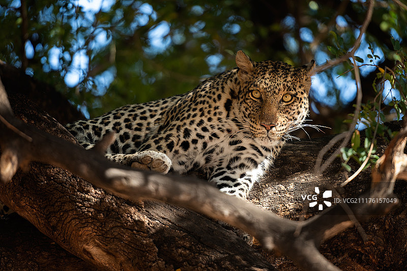 博茨瓦纳豹图片素材
