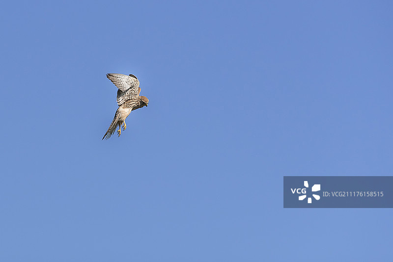 红隼悬停狩猎图片素材