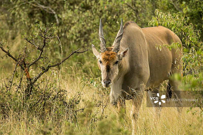 大羚羊图片素材
