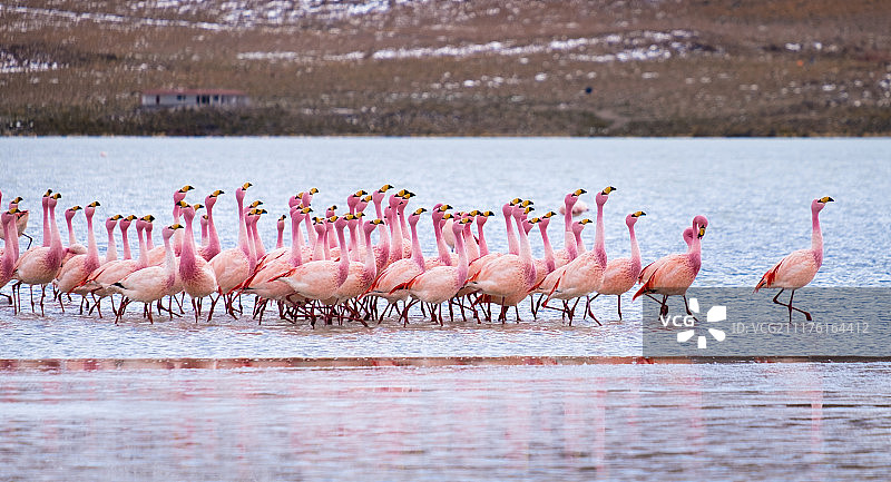 追随领导者图片素材