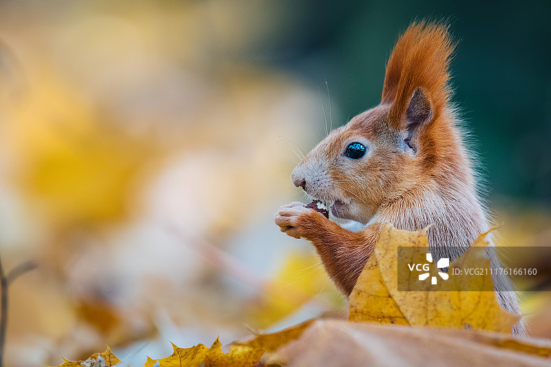 秋日森林里吃坚果的松鼠图片素材