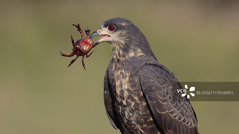 鸟嘴衔红蟹祈祷图片素材