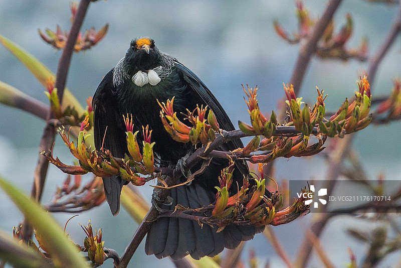 图伊鸟栖息在树枝上图片素材