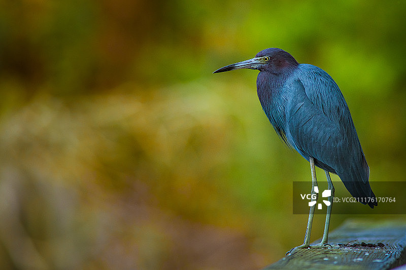 带着一点绿色的小蓝鹭图片素材