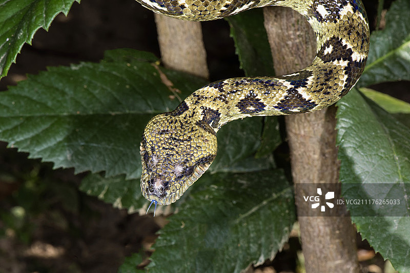 马达加斯加树蚺（Sanzinia madagascariensis），非洲马达加斯加图片素材
