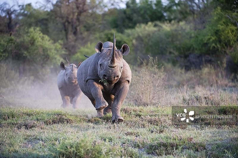 成年雌性黑犀牛（双角犀）带着幼崽冲锋，摄于南非马迪克韦禁猎区图片素材