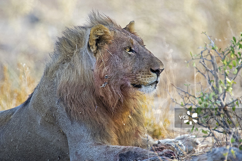非洲纳米比亚埃托沙国家公园：成年雄狮图片素材