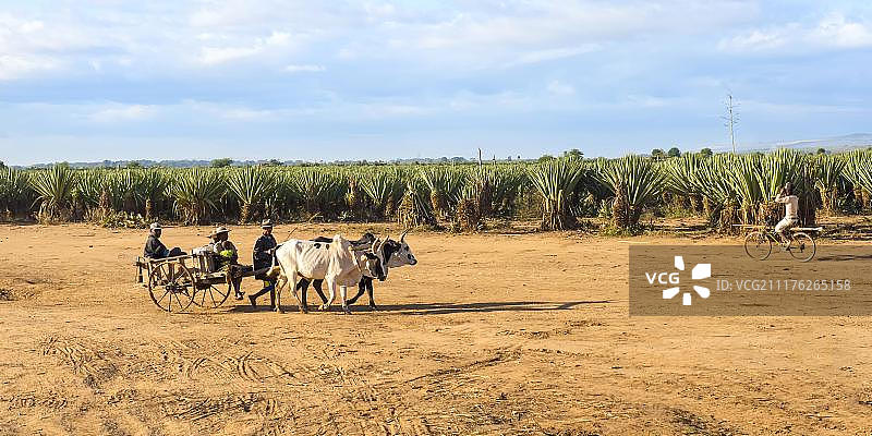 非洲马达加斯加麻种植园的牛车图片素材