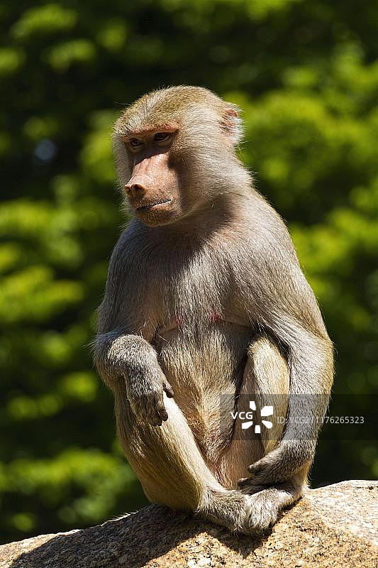 雌性阿拉伯狒狒，坐于岩石上，德国巴伐利亚州慕尼黑海拉布伦动物园图片素材