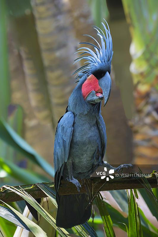 棕榈凤头鹦鹉，巴厘岛鸟类公园，印度尼西亚图片素材