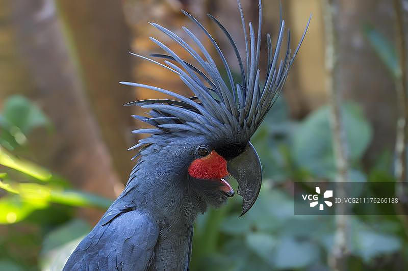 棕榈凤头鹦鹉，巴厘岛鸟类公园，印度尼西亚图片素材