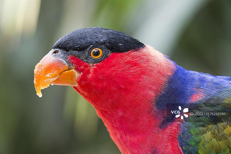 黑顶吸蜜鹦鹉，巴厘岛鸟类公园，巴厘岛，印度尼西亚，亚洲图片素材