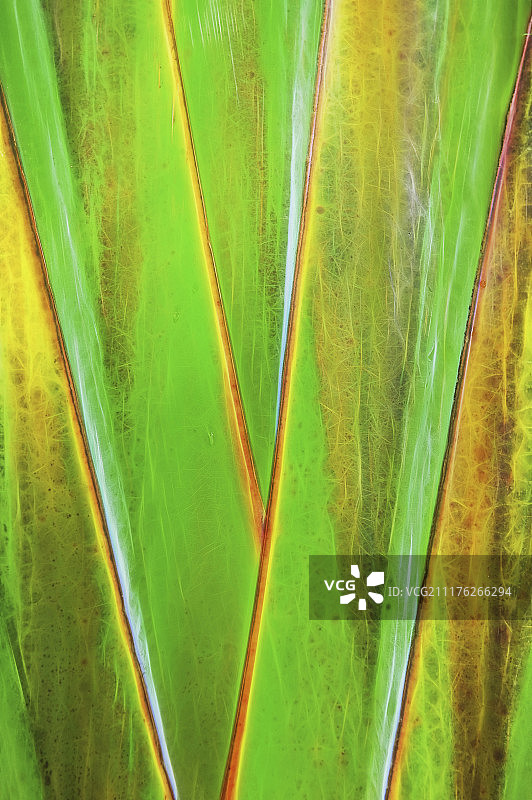 非洲马达加斯加的旅人蕉图片素材