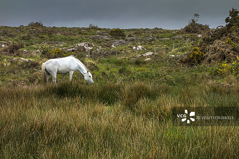 白色小马在爱尔兰康尼马拉的戈尔韦郡吃草图片素材