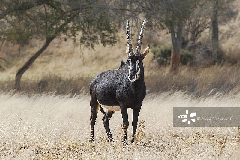 黑貂羚羊（Hippotragus niger），成年雄性，站立在南非克鲁格国家公园的草原上图片素材
