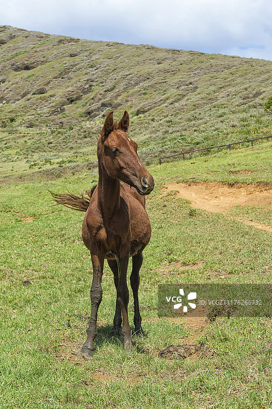 南美洲智利复活节岛拉帕努伊国家公园拉诺拉拉库火山的马图片素材