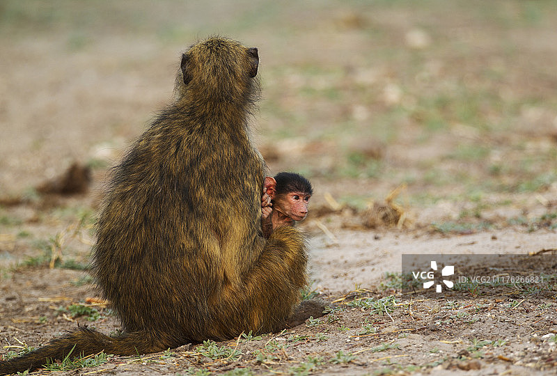 非洲博茨瓦纳乔贝国家公园的雌性豚尾狒狒及其幼崽图片素材