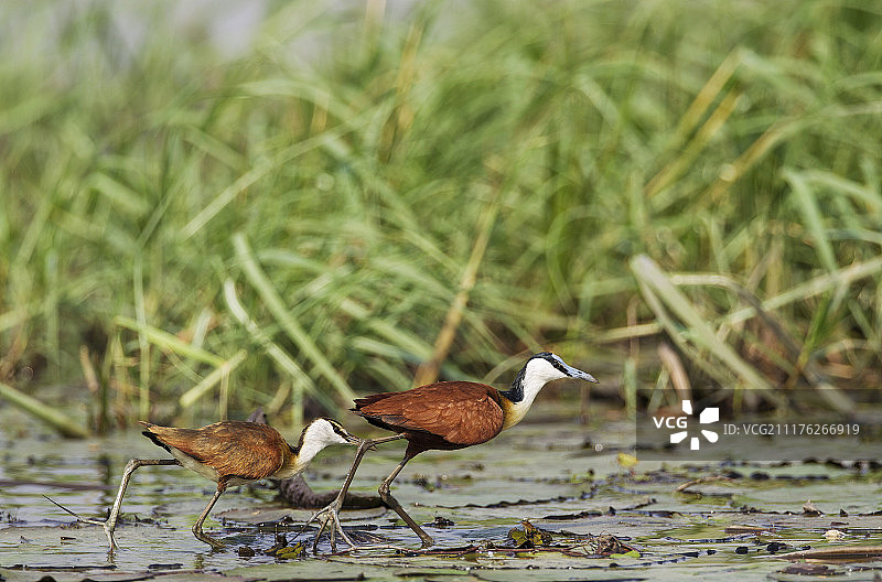非洲水雉和幼崽图片素材