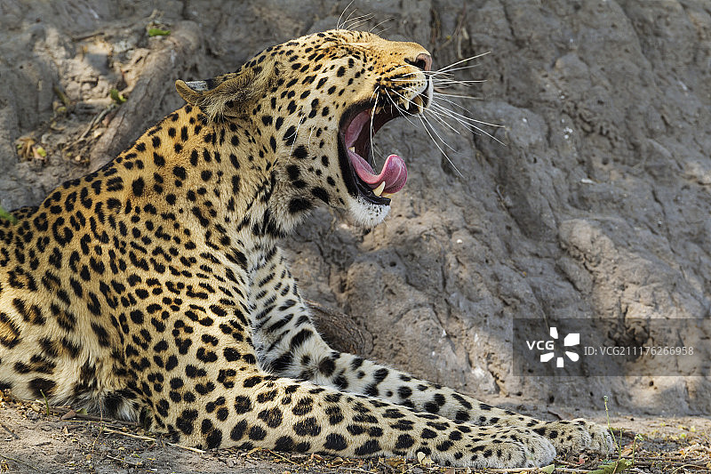 非洲博茨瓦纳乔贝国家公园里打呵欠的豹子图片素材