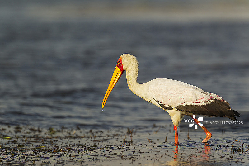 非洲博茨瓦纳乔贝国家公园：乔贝河岸边浅水中捕猎的黄嘴鹮鹳图片素材