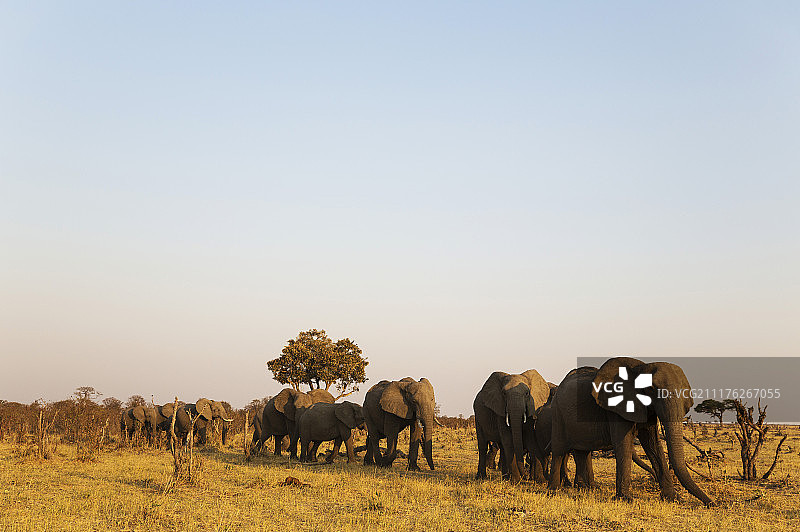 非洲象（非洲象），乔贝国家公园萨武蒂沼泽象群，博茨瓦纳图片素材