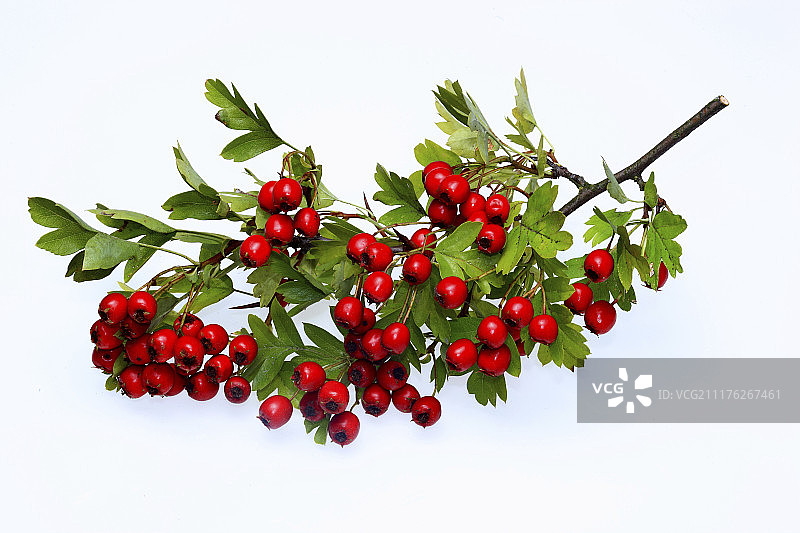 成熟山楂浆果图片素材