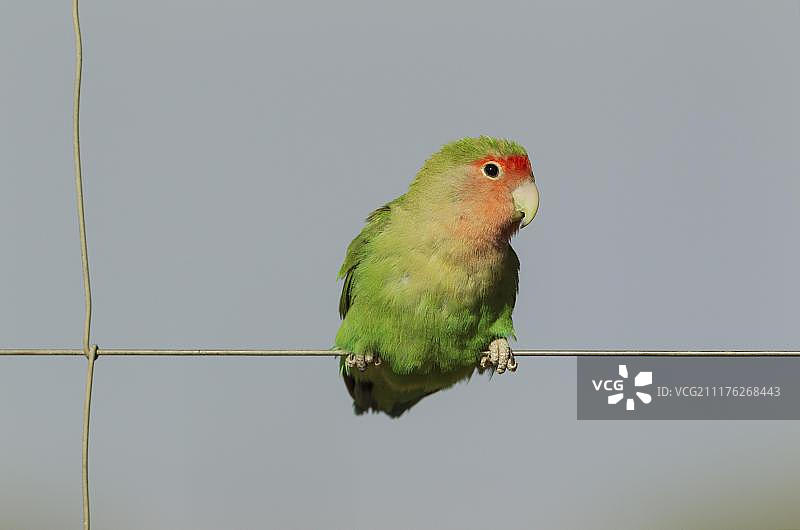 在纳米比亚东南部的铁丝网上的一只桃脸情侣鹦鹉图片素材